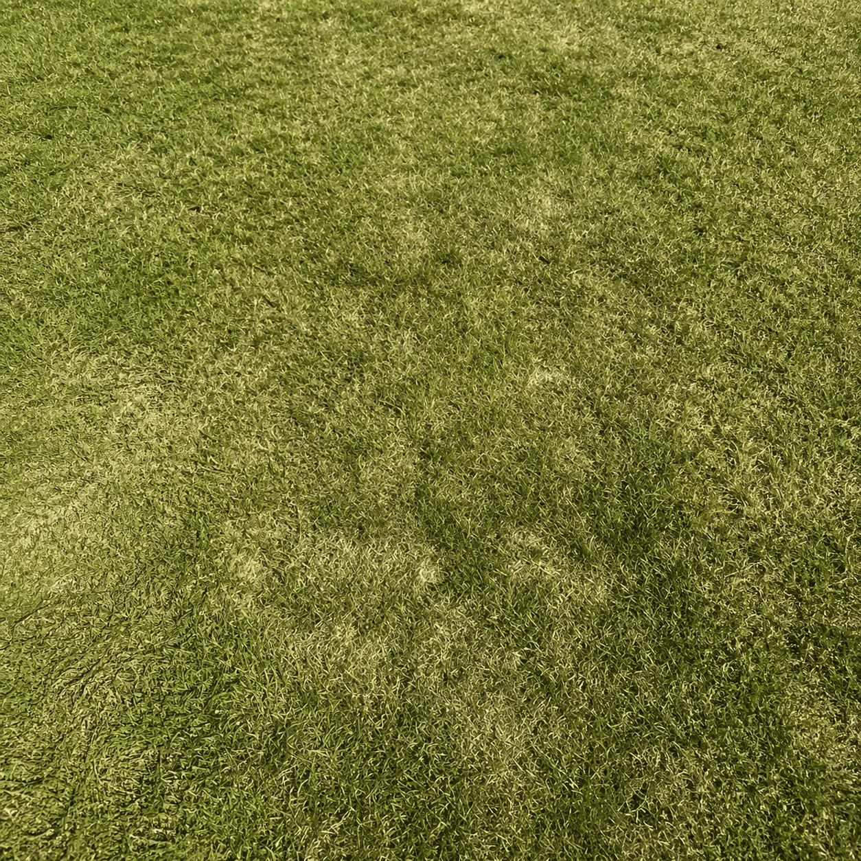 Trawnik przed zastosowaniem GrassADD+